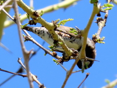 Spermestes cucullata scutata