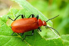 Pyrochroa serraticornis