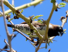 Spermestes cucullata scutata