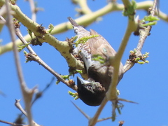 Spermestes cucullata scutata