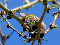 Spermestes cucullata scutata
