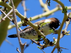 Spermestes cucullata scutata