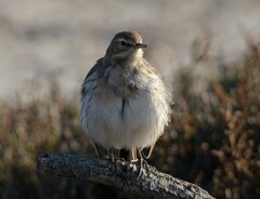 Anthus spinoletta spinoletta