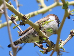 Spermestes cucullata scutata