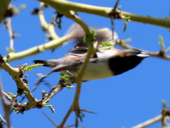 Spermestes cucullata scutata