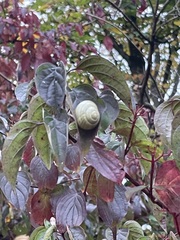 Cepaea hortensis