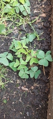 Oxalis latifolia
