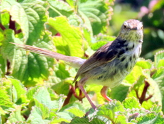 Prinia maculosa maculosa