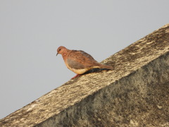 Streptopelia senegalensis