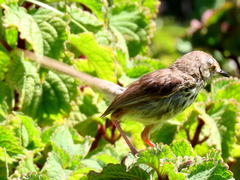 Prinia maculosa maculosa