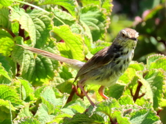 Prinia maculosa maculosa