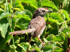 Prinia maculosa maculosa