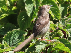 Prinia maculosa maculosa
