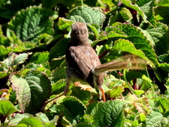 Prinia maculosa maculosa