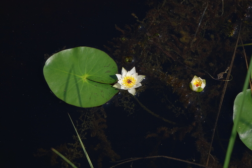 Pygmy waterlily (Nymphaea tetragona)