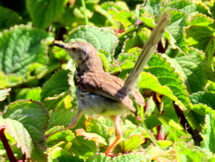 Prinia maculosa maculosa
