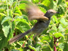 Prinia maculosa maculosa