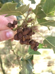 Andricus grossulariae