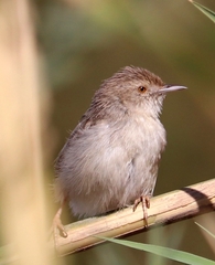 Prinia gracilis