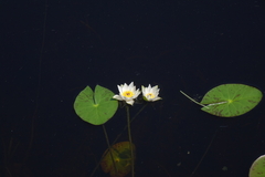 Nymphaea tetragona