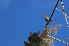 Prinia gracilis
