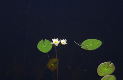 Nymphaea tetragona