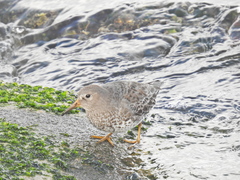 Calidris ptilocnemis