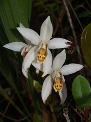 Coelogyne