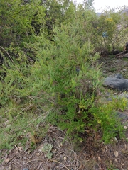Clinopodium gilliesii