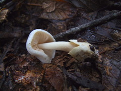 Volvariella