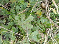 Potentilla recta