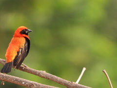 Euplectes hordeaceus