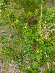 Clinopodium gilliesii