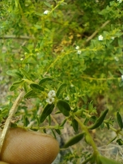 Clinopodium gilliesii