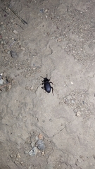 Nycterinus substriatus