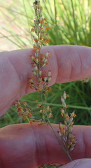 Panicum coloratum coloratum