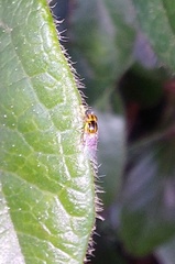 Thaumatomyia notata