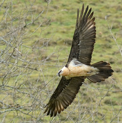 Gypaetus barbatus barbatus