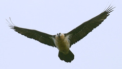 Gypaetus barbatus barbatus