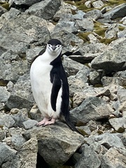 Pygoscelis antarcticus