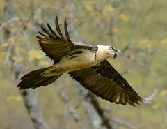 Gypaetus barbatus barbatus