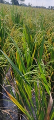 Oryza sativa