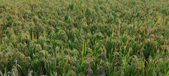 Oryza sativa
