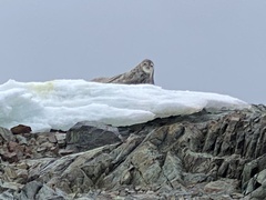 Leptonychotes weddellii