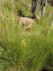 Panicum coloratum coloratum