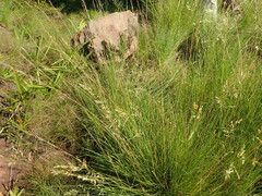 Panicum coloratum coloratum
