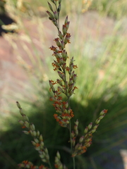 Panicum coloratum coloratum
