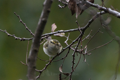 Phylloscopus proregulus