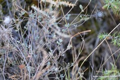 Coronilla minima lotoides