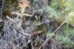 Coronilla minima lotoides